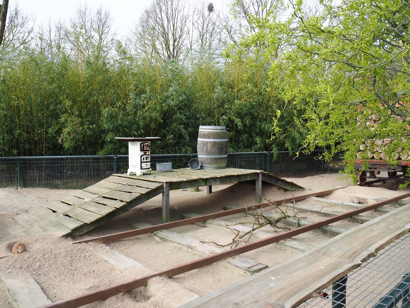 North American porcupine and black-tailed prairie dog exhibit, 2019-04-06