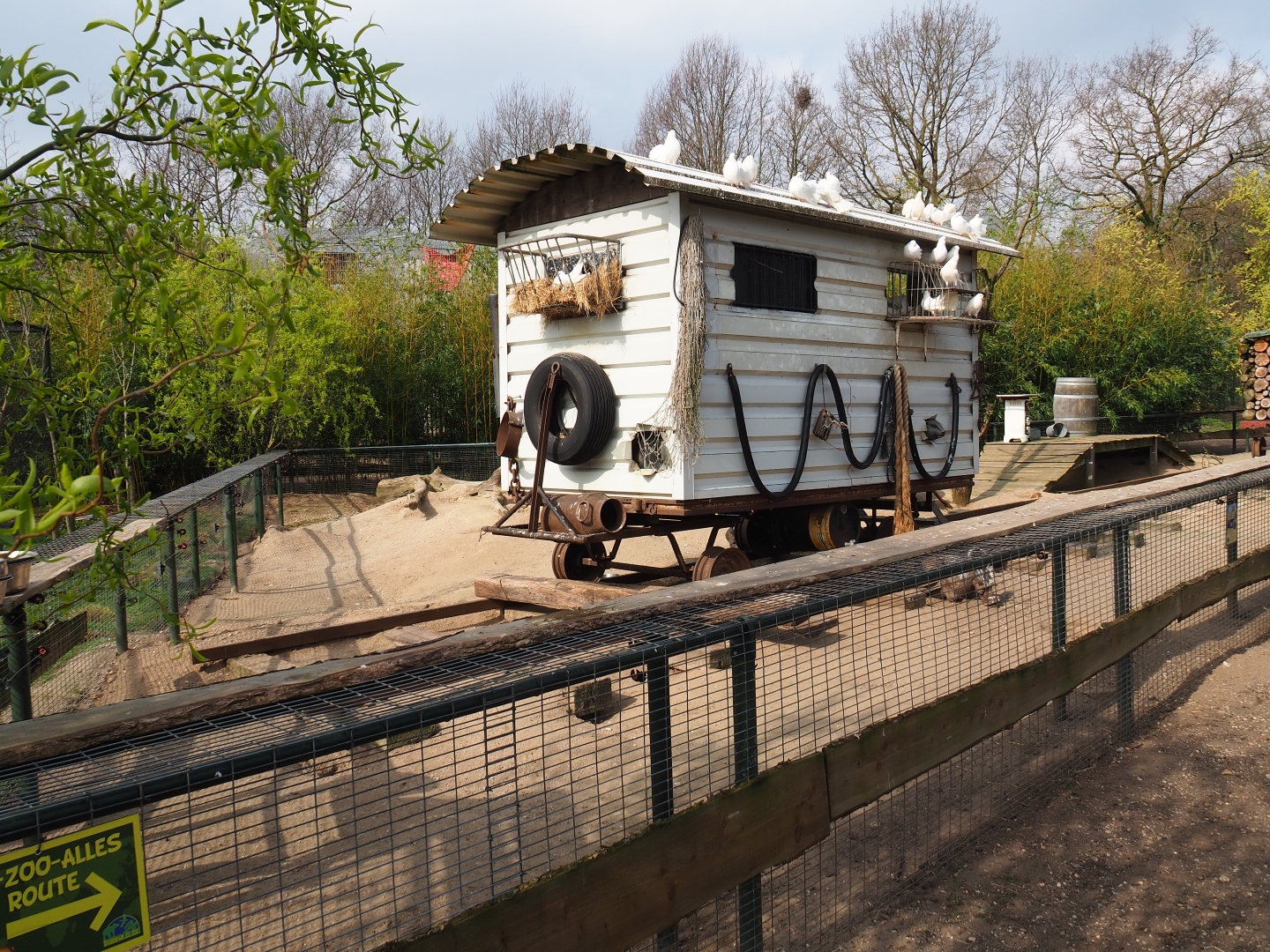 North American porcupine and black-tailed prairie dog exhibit, 2019-04-06