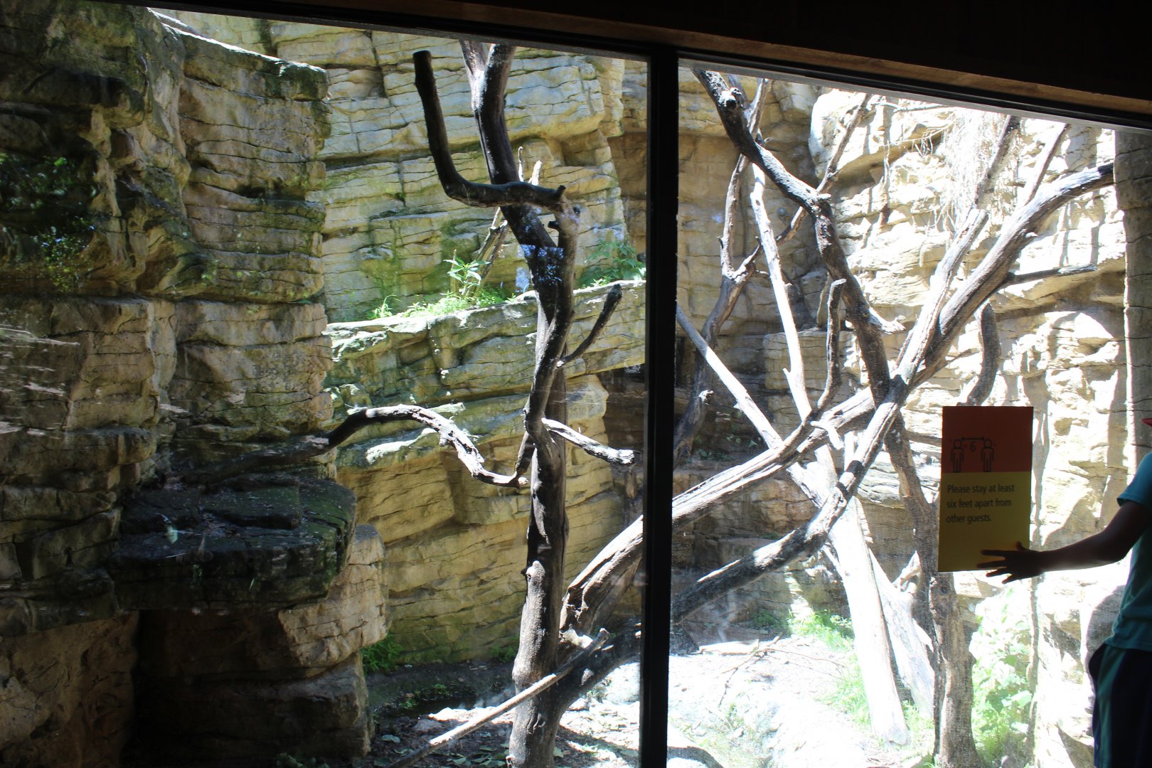 North American Porcupine and Great Horned Owl Exhibit - Minnesota Trail