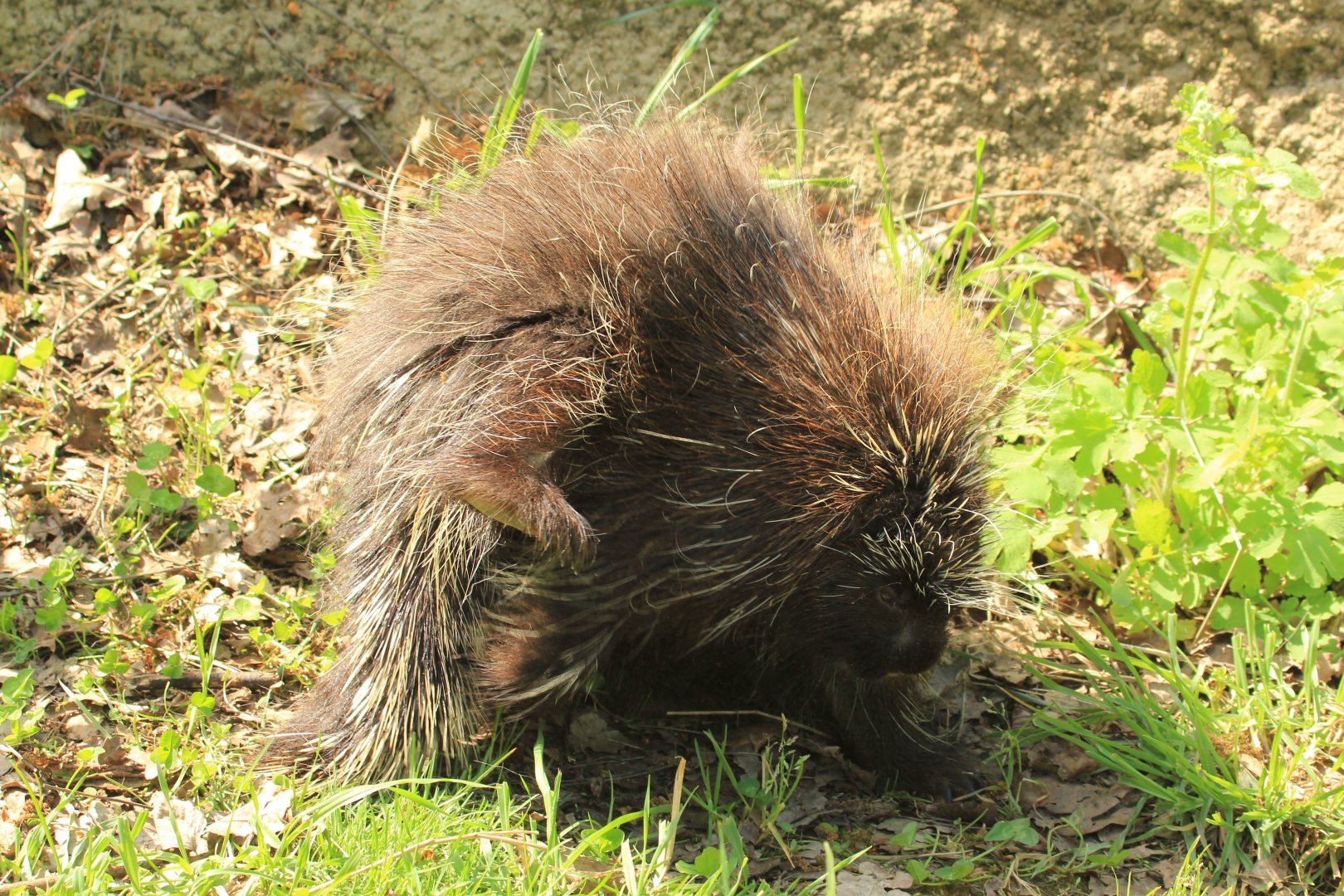 North American Porcupine (April 2018)
