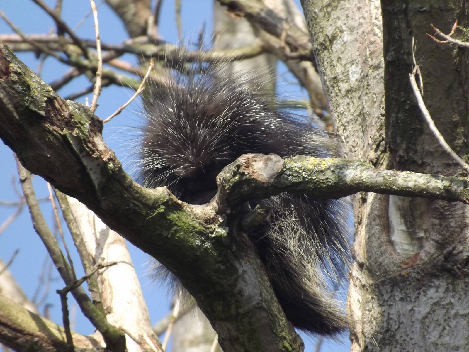 North American Porcupine at Blackpool Zoo 01/04/12