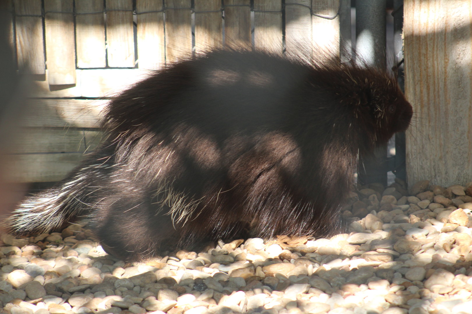 North American porcupine | August 19, 2023