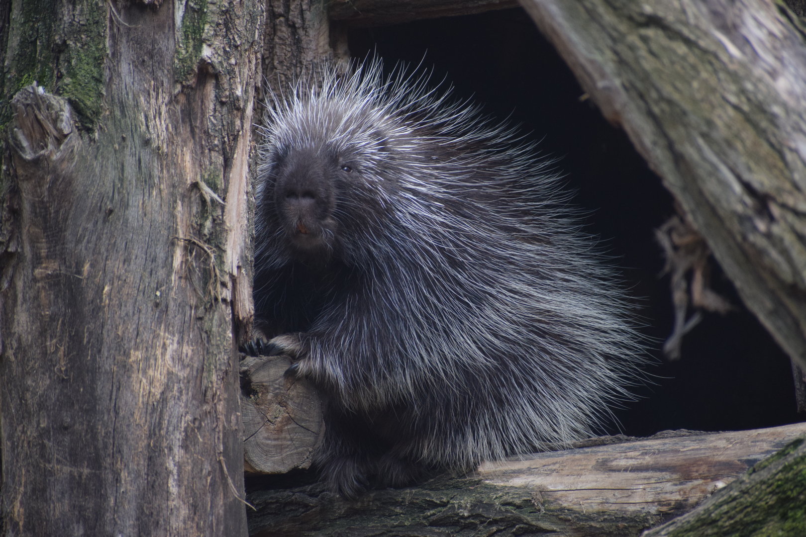 North American porcupine - August 2023