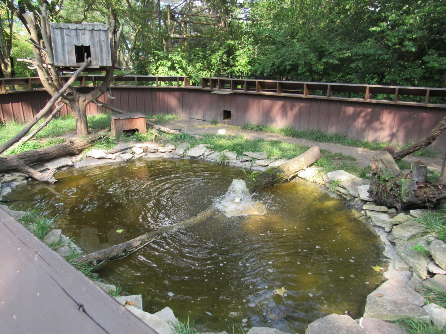 North American Porcupine, Blandings Turtle Exhibit
