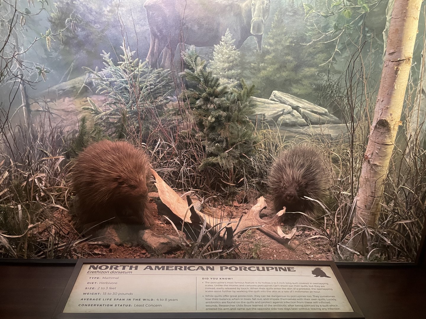 North American Porcupine Diorama