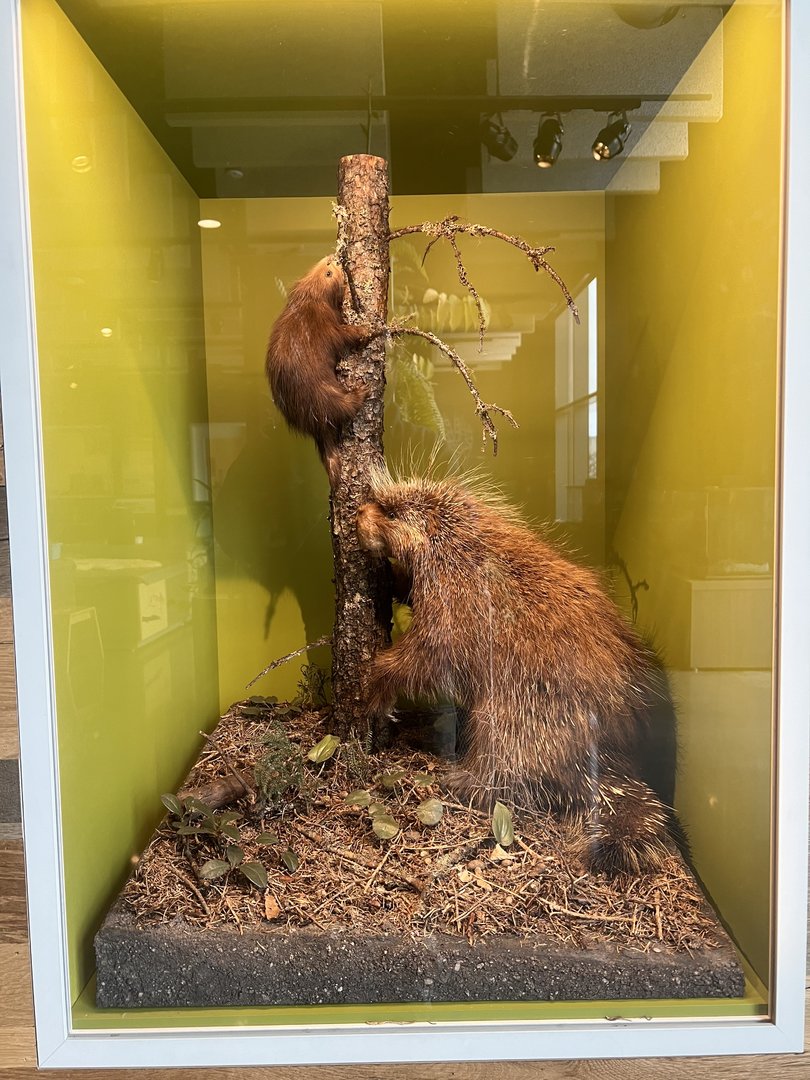 North American Porcupine Display