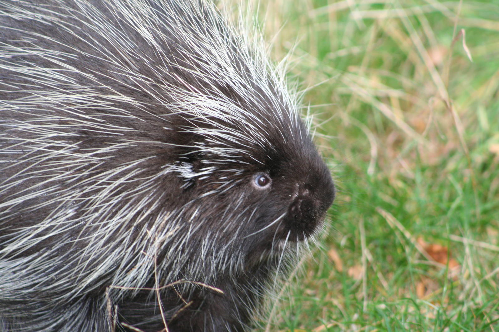 North American Porcupine @ Edinburgh; 17.10.2010
