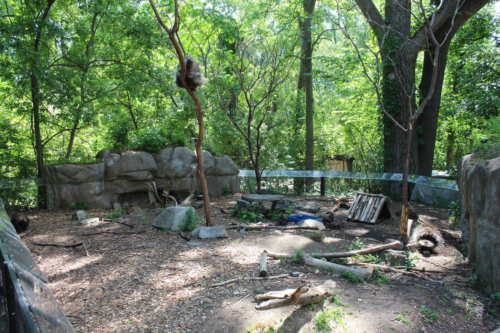 North American Porcupine Enclosure - June 2016
