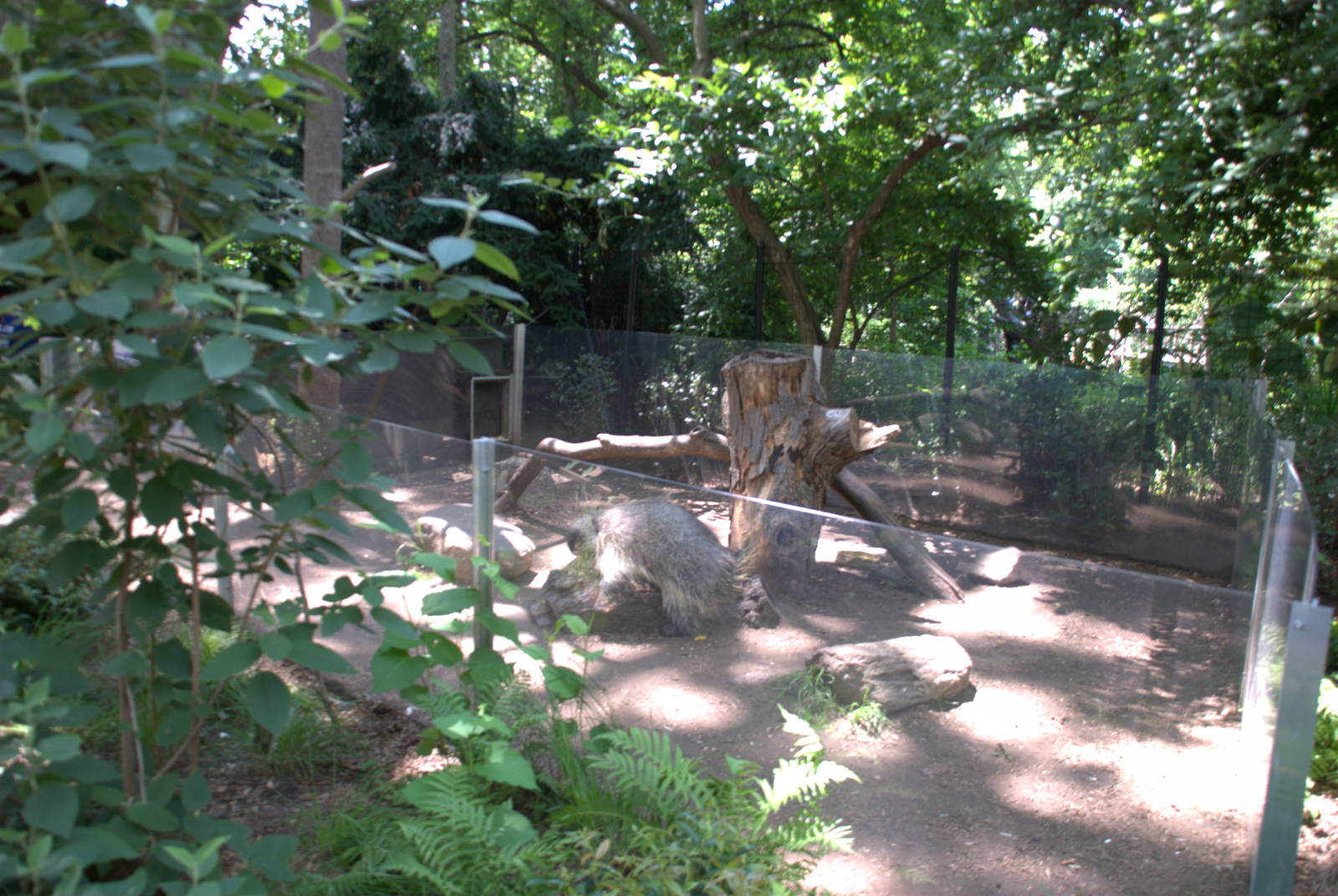 North American Porcupine Enclosure