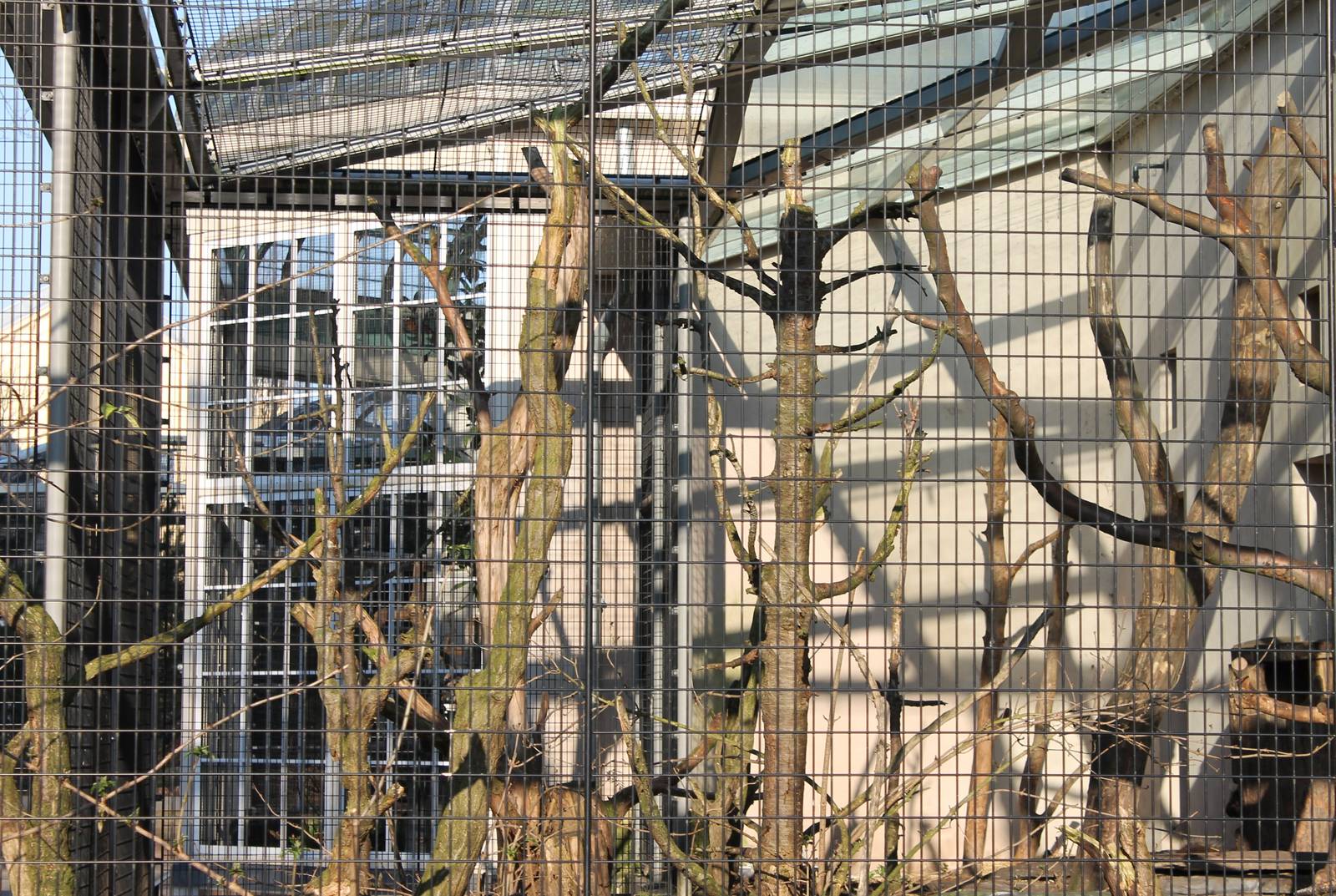 North American porcupine enclosure