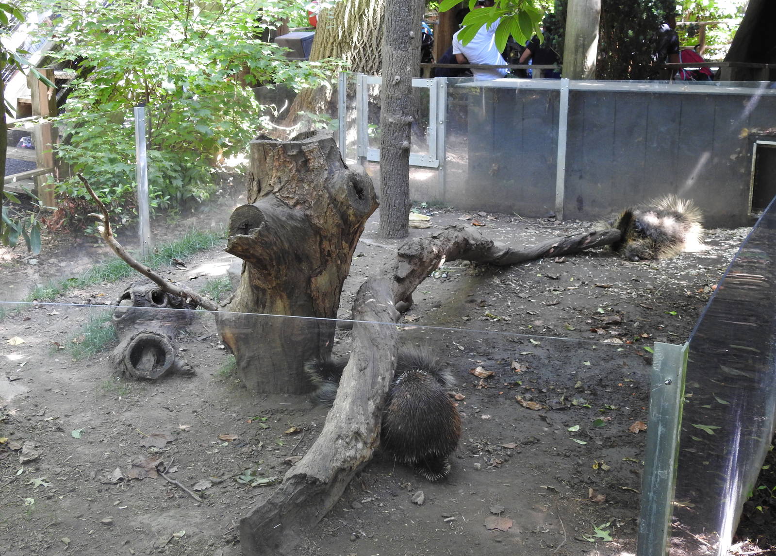 North American Porcupine Enclosure