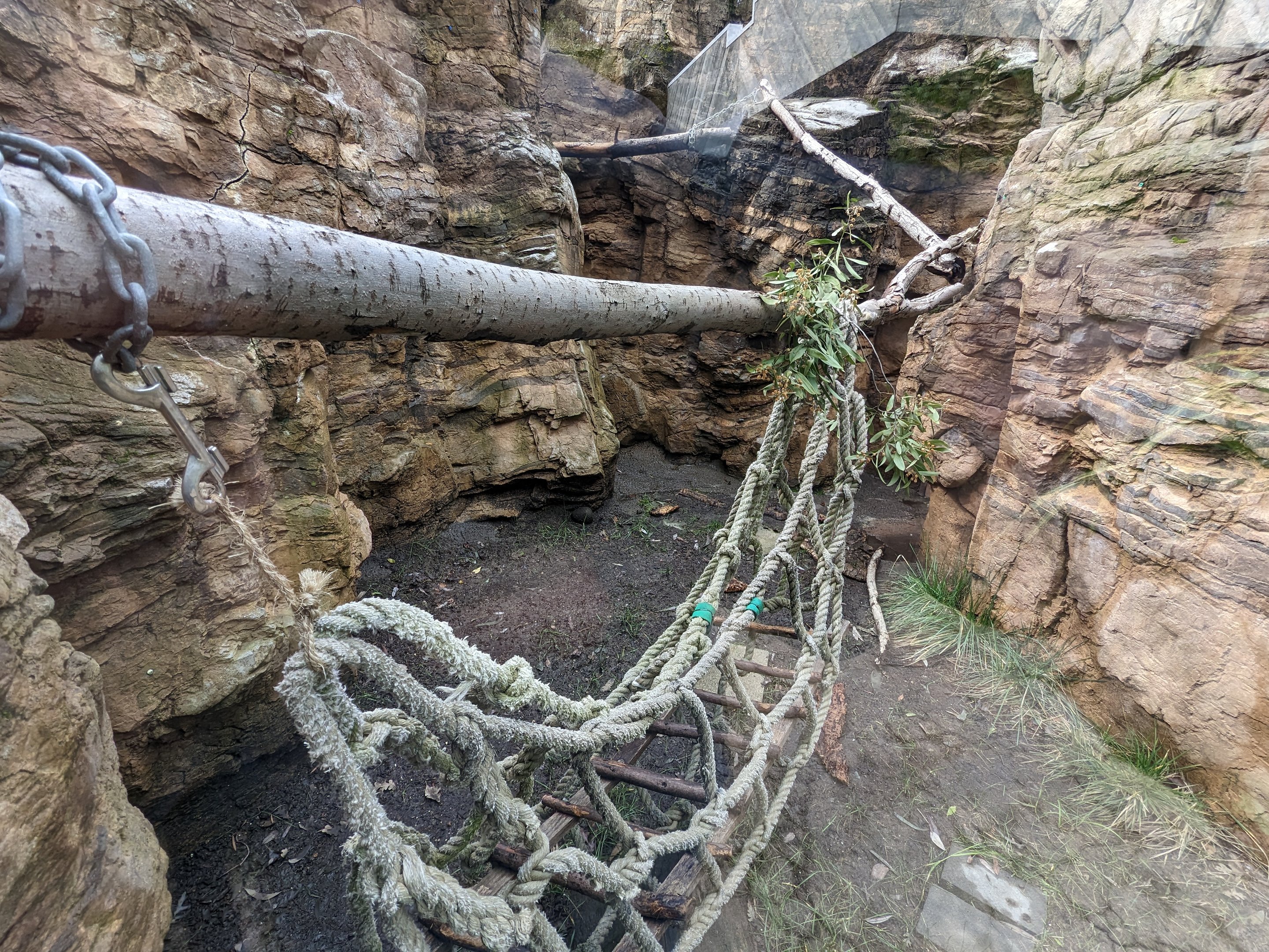 North American porcupine enclosure