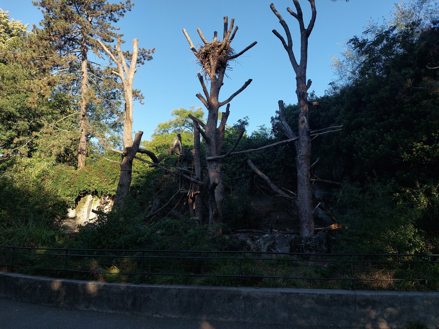 North American porcupine enclosure