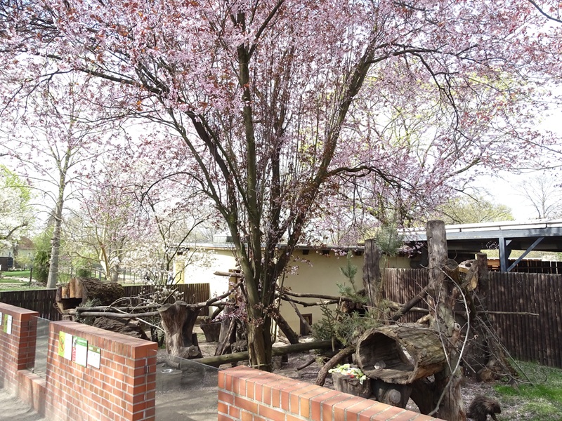 North American porcupine enclosure
