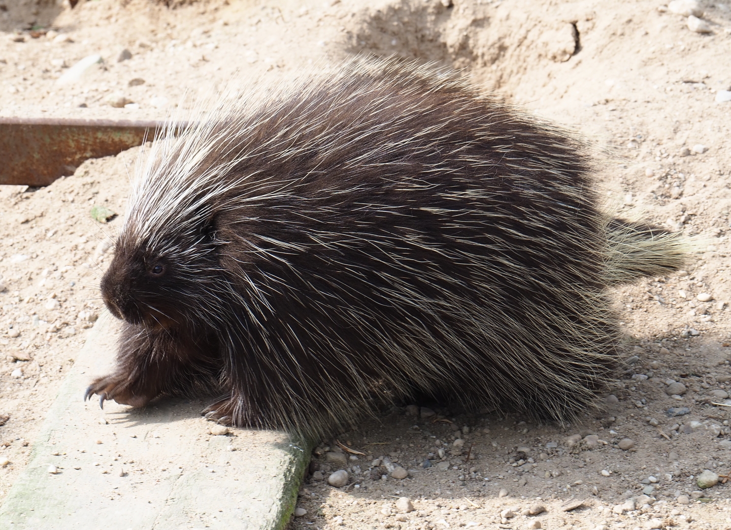 North American porcupine (Erethizon dorsatum), 2019-04-06