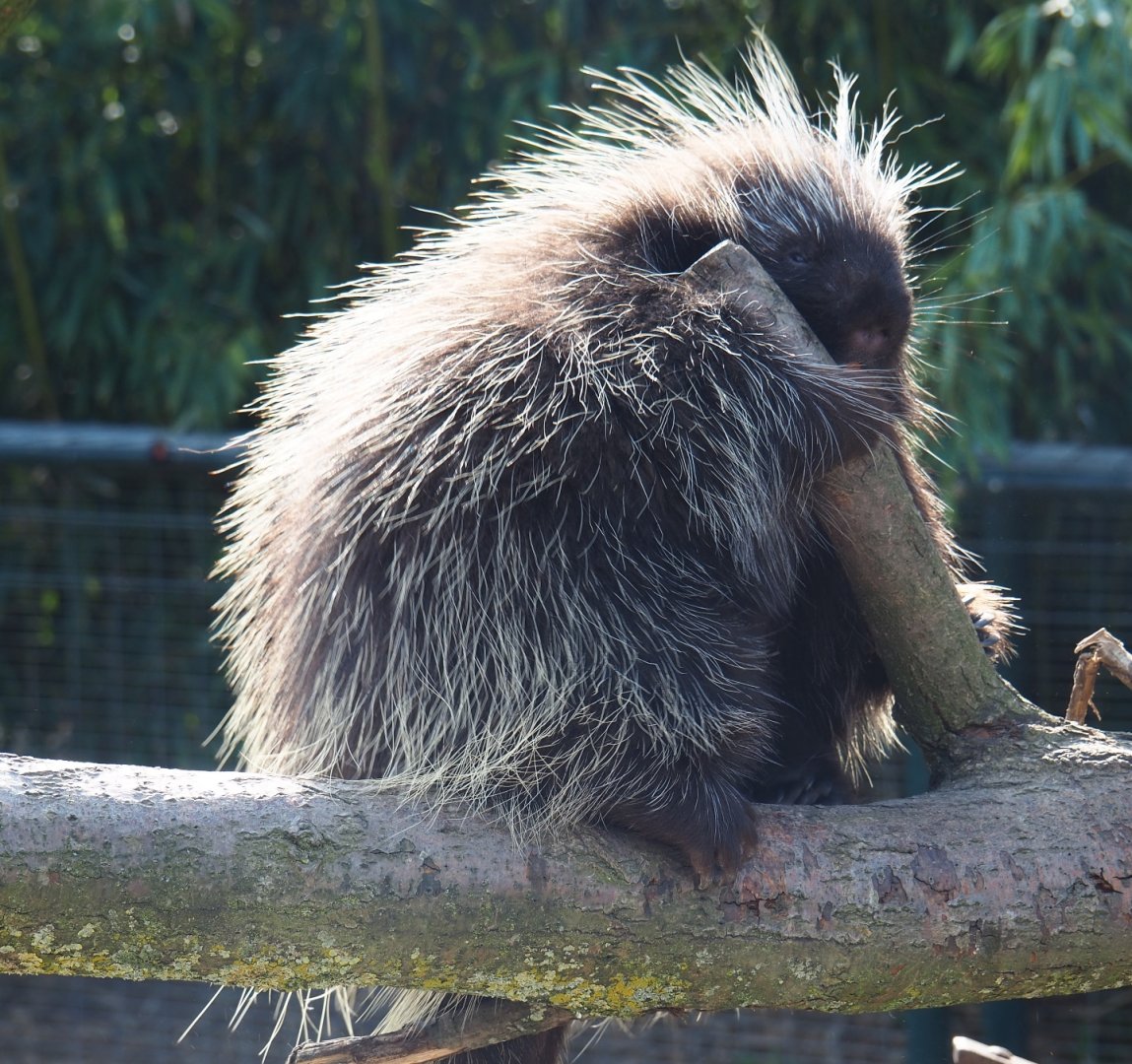 North American porcupine (Erethizon dorsatum), 2019-04-06