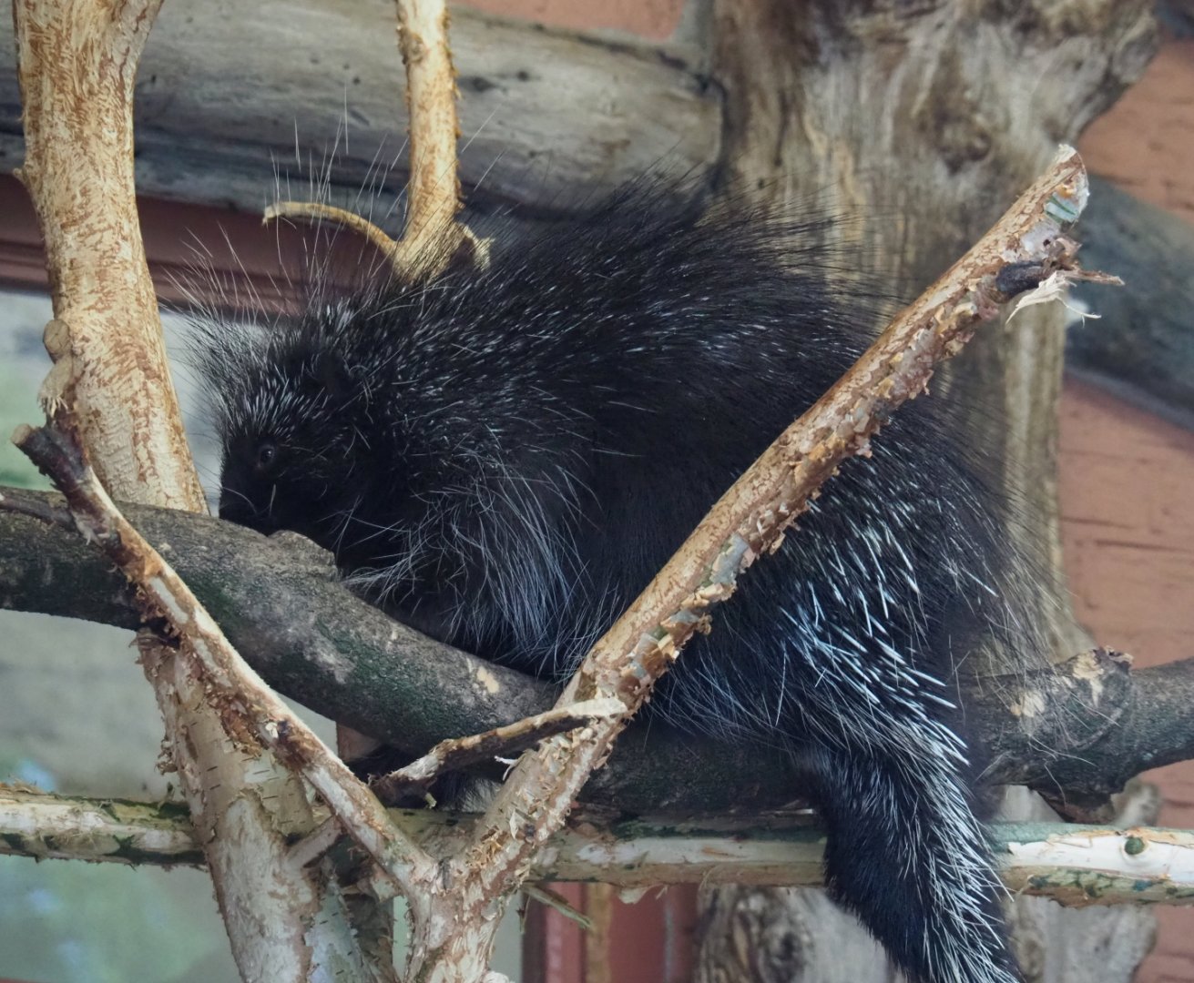 North American porcupine (Erethizon dorsatum), 2020-05-24