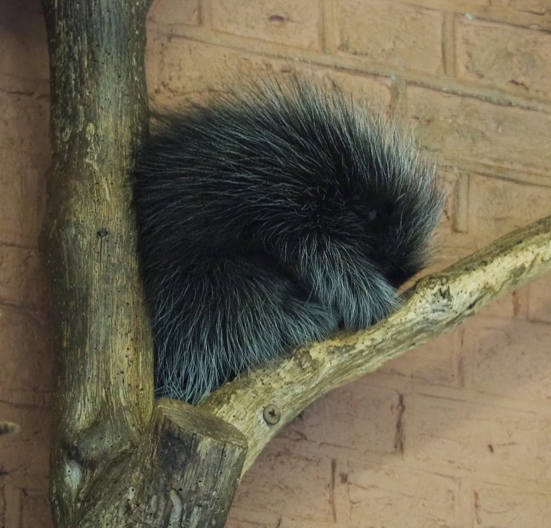 North American porcupine (Erethizon dorsatum), 2020-05-24