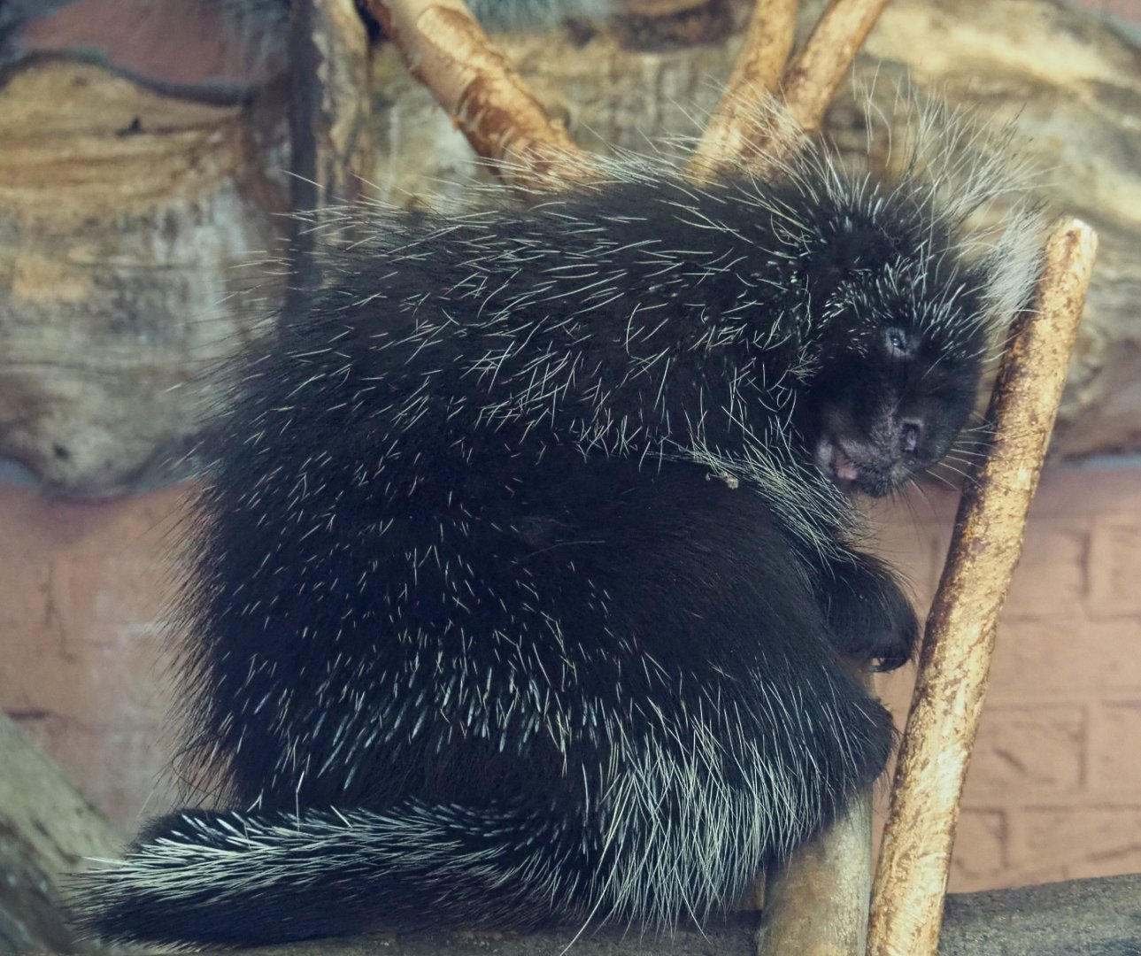 North American porcupine (Erethizon dorsatum), 2020-09-20