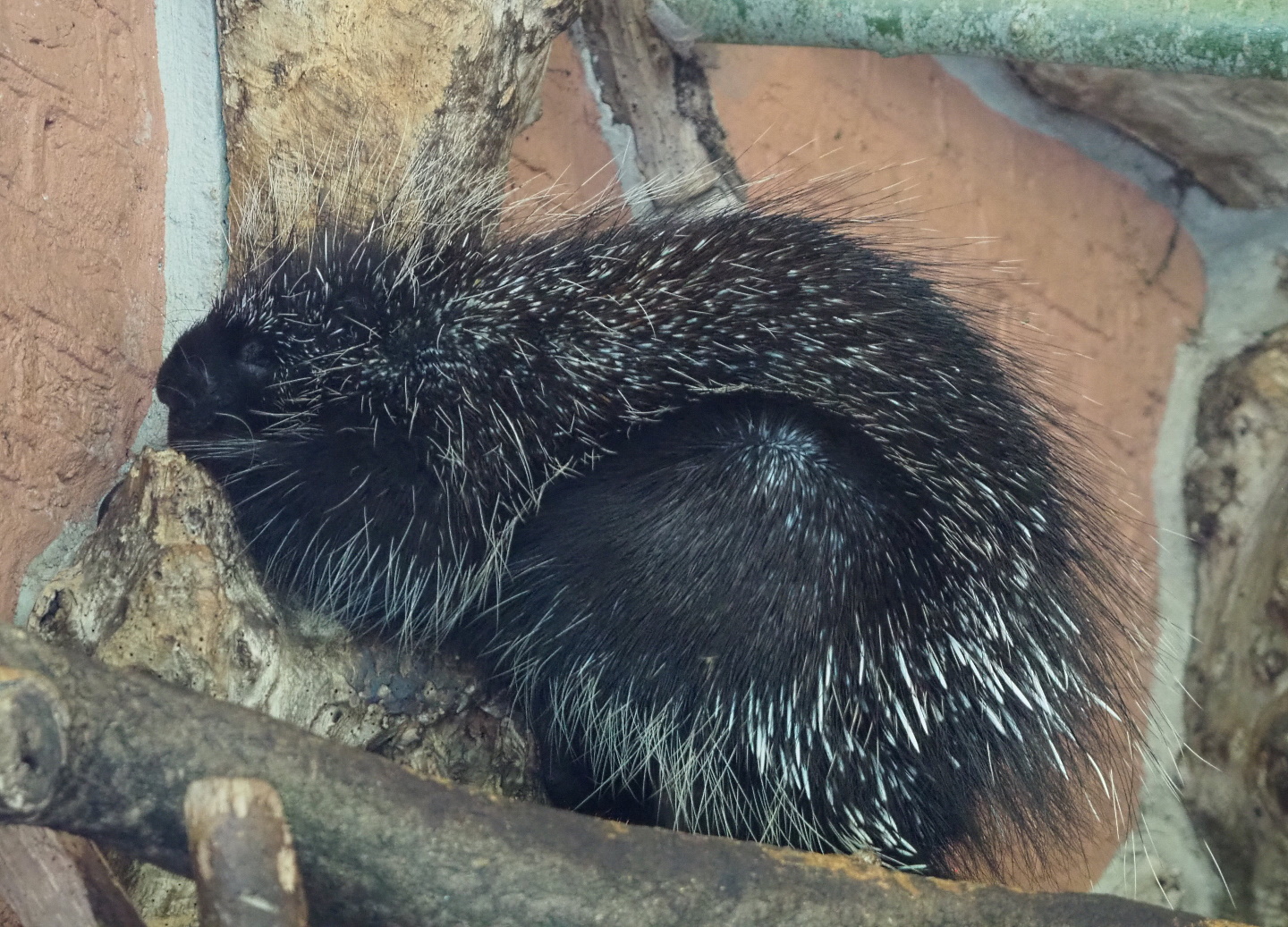 North American porcupine (Erethizon dorsatum), 2021-07-17