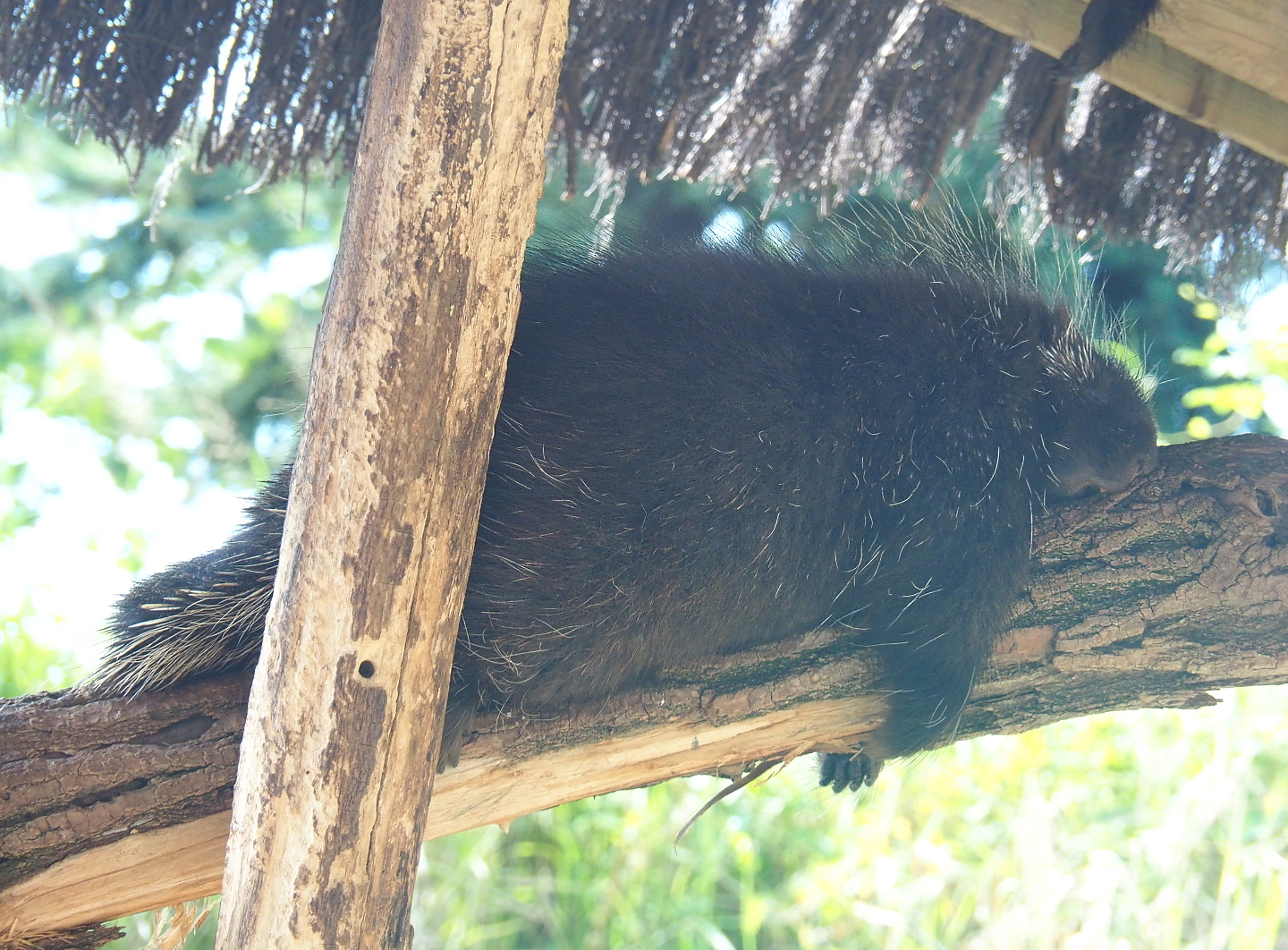 North American porcupine (Erethizon dorsatum), 2021-09-02