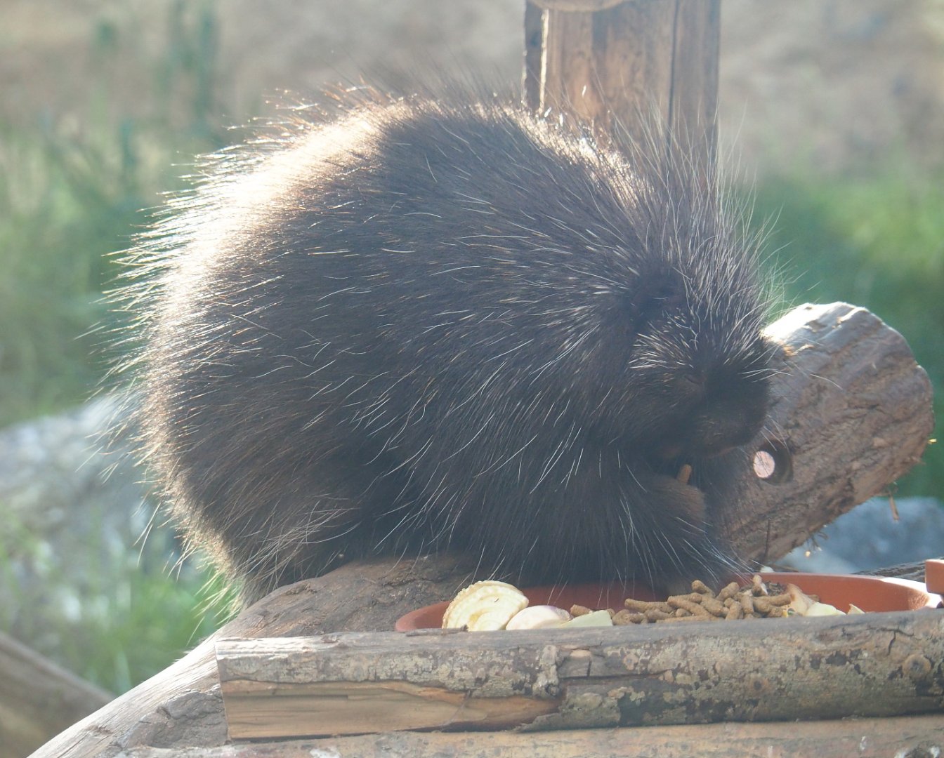North American porcupine (Erethizon dorsatum), 2021-09-02