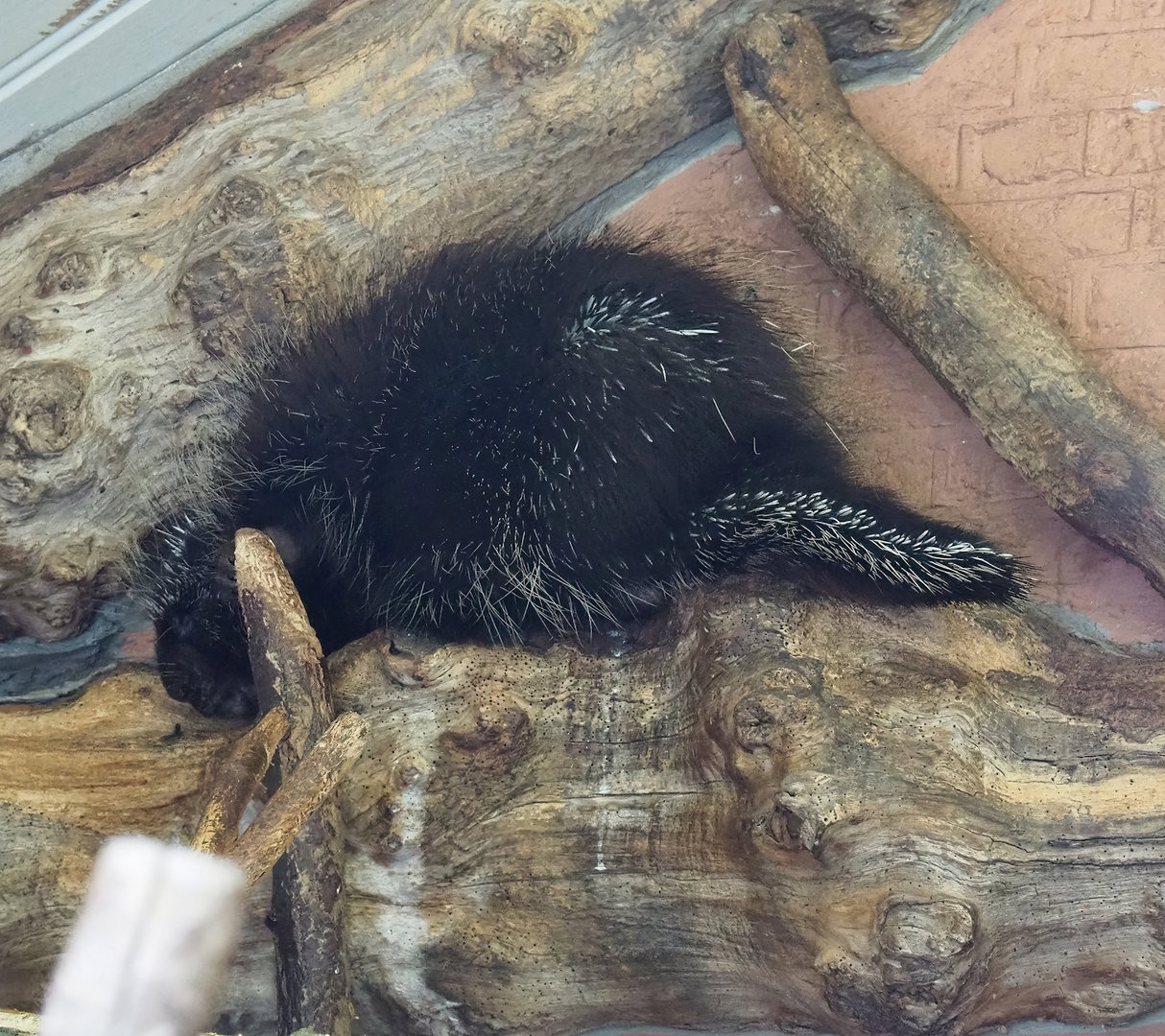 North American porcupine (Erethizon dorsatum), 2022-07-10