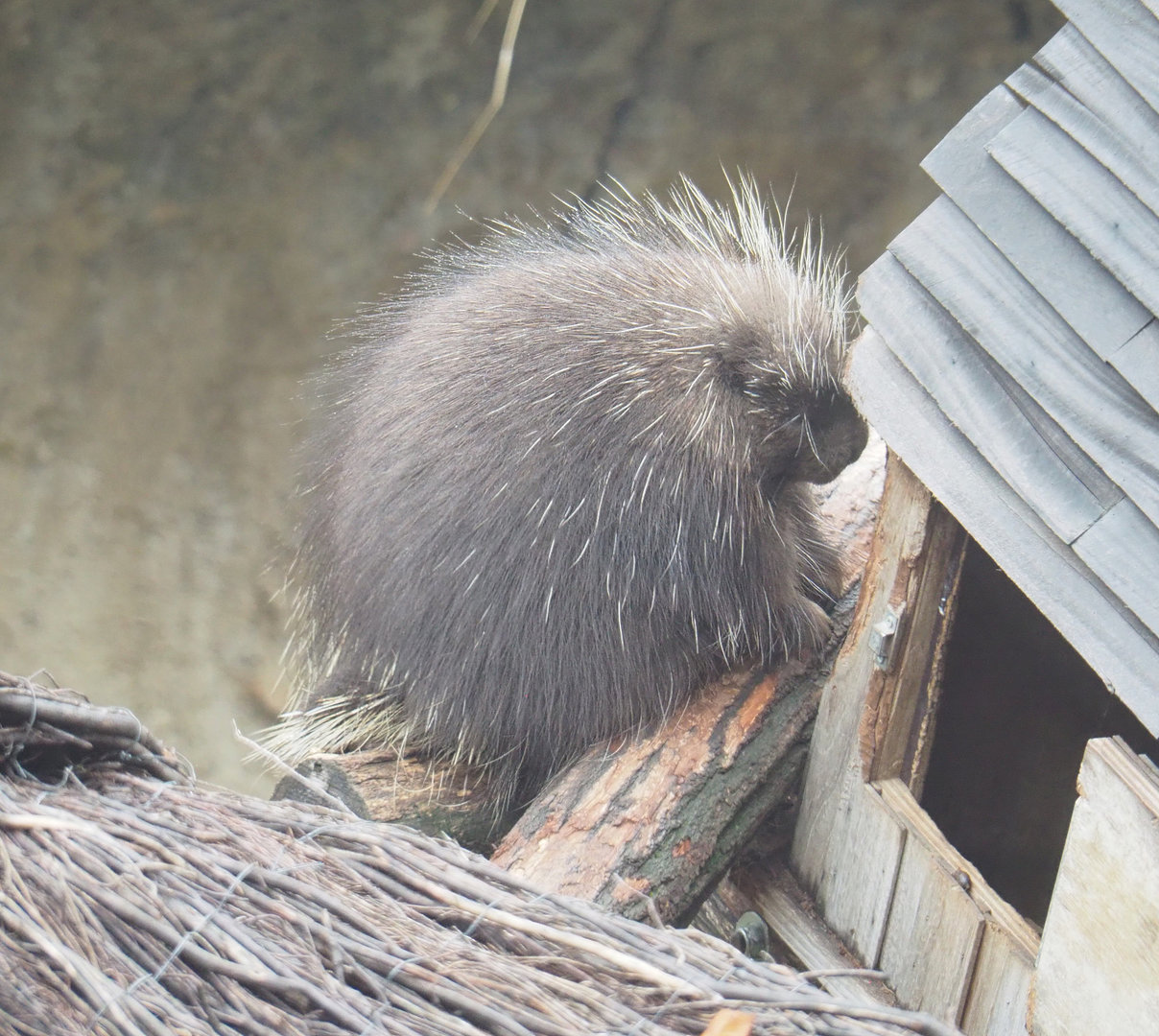 North American porcupine (Erethizon dorsatum), 2022-09-14