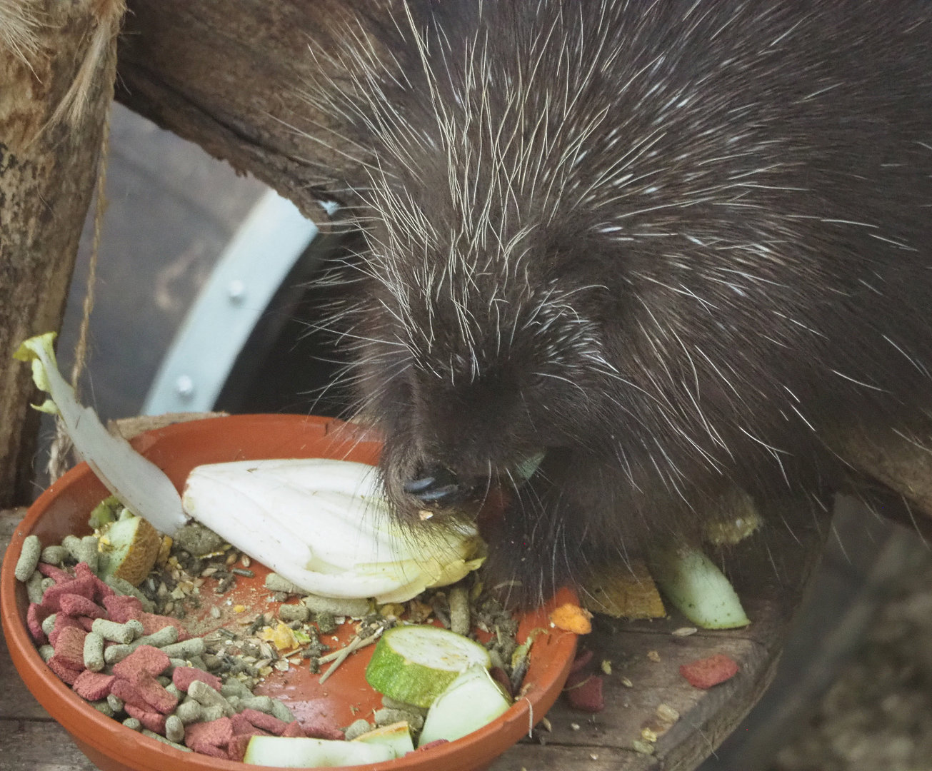 North American porcupine (Erethizon dorsatum), 2022-09-14