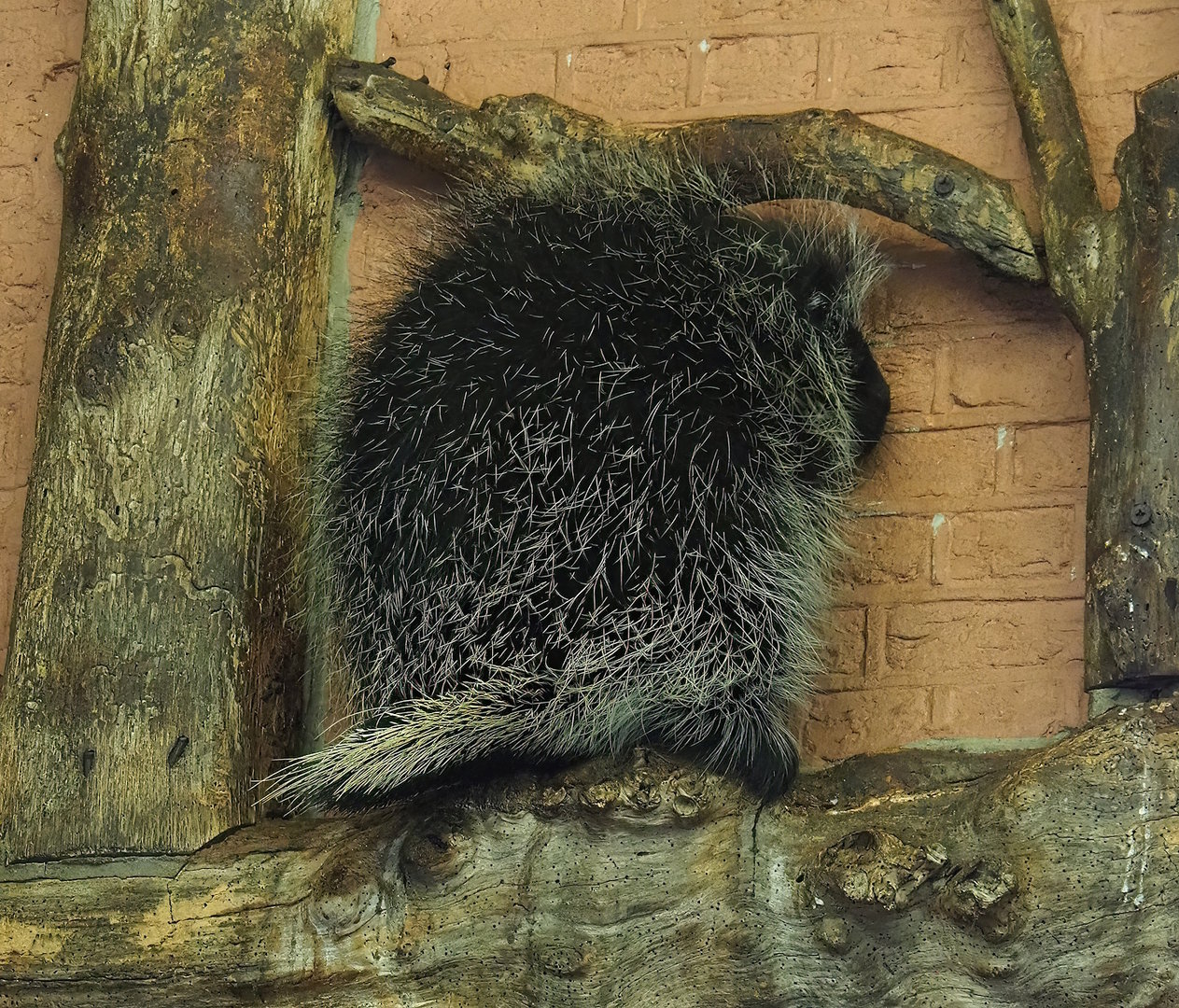 North American porcupine (Erethizon dorsatum), 2022-10-29