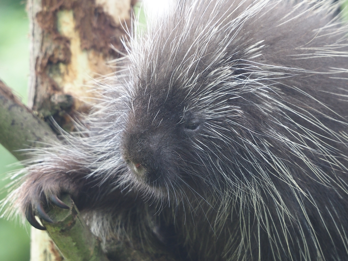 North American porcupine (Erethizon dorsatum), 2024-05-11