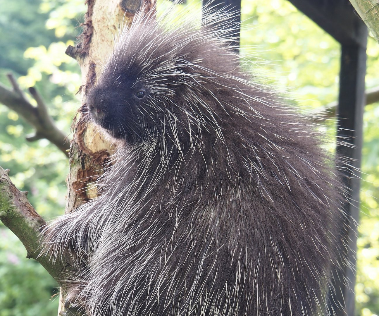 North American porcupine (Erethizon dorsatum), 2024-05-11