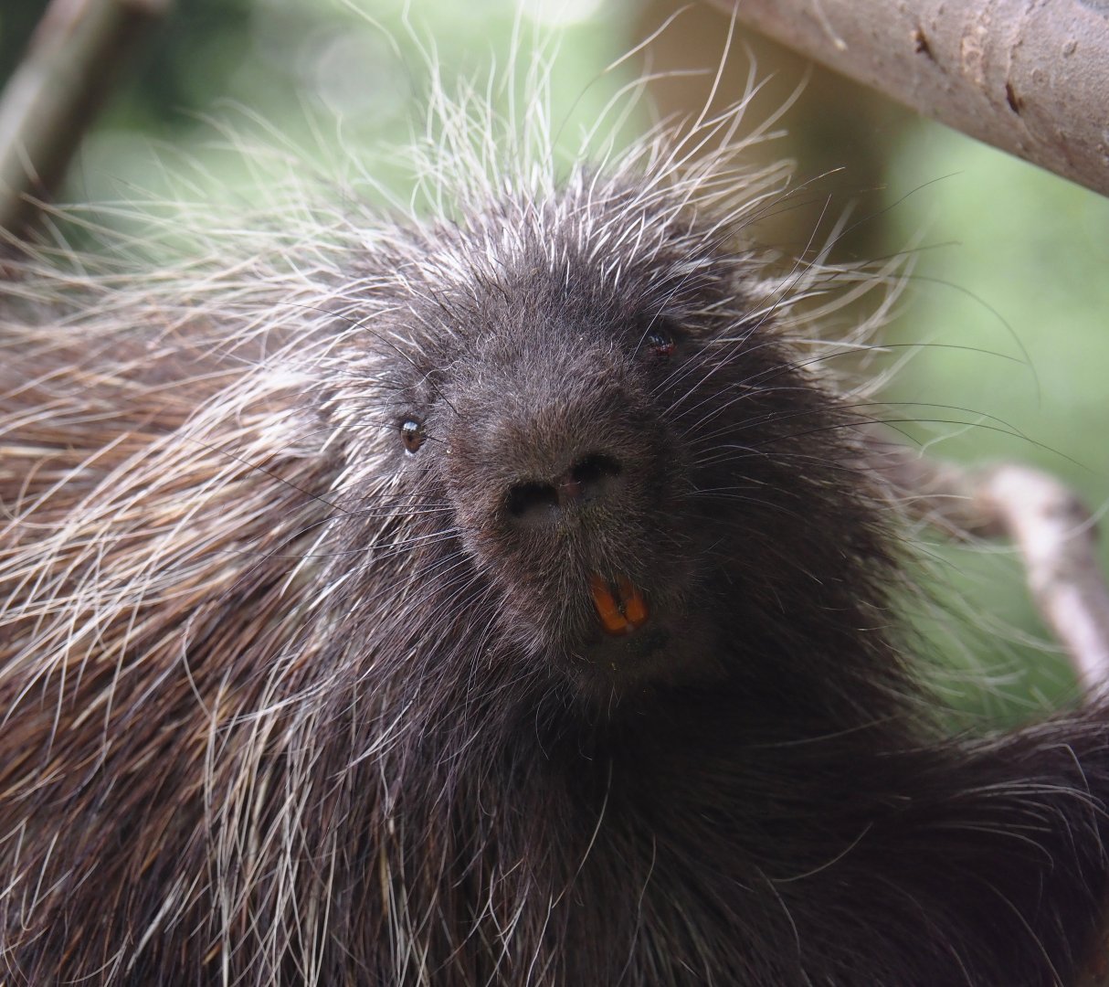 North American porcupine (Erethizon dorsatum), 2024-05-11