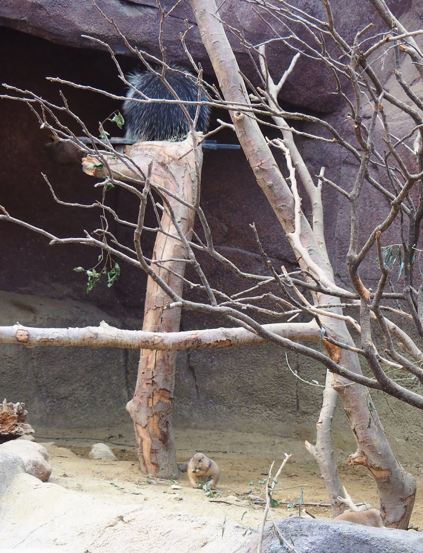 North American porcupine (Erethizon dorsatum) and Black-tailed prairie dog (Cynomys ludovicianus), 2023-10-07