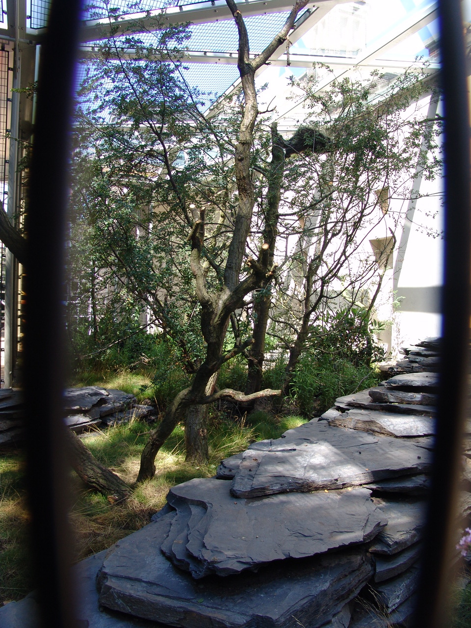 North American Porcupine (Erethizon dorsatum) & Chinese Muntjac (Muntia