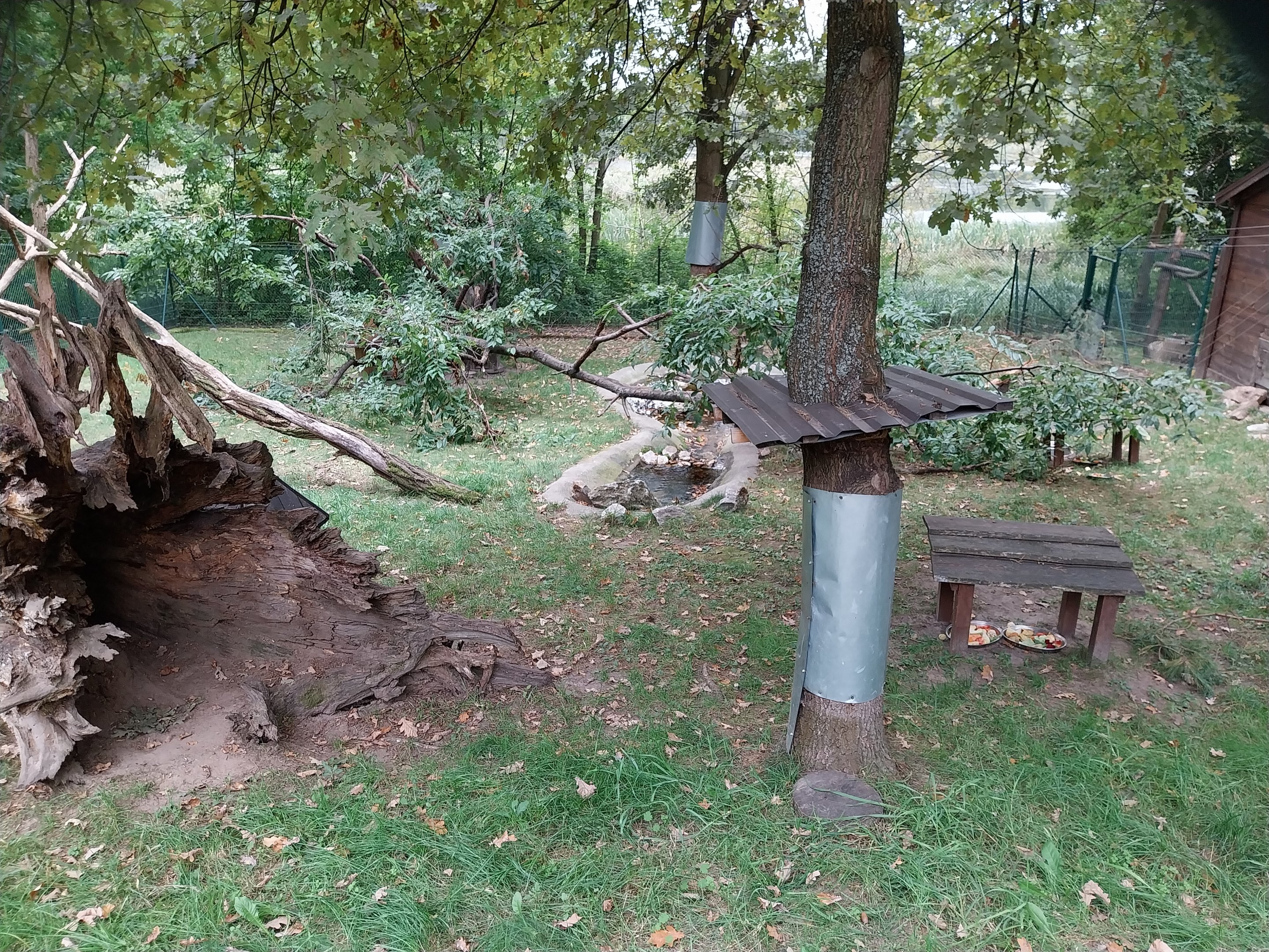 North American Porcupine (Erethizon dorsatum) enclosure