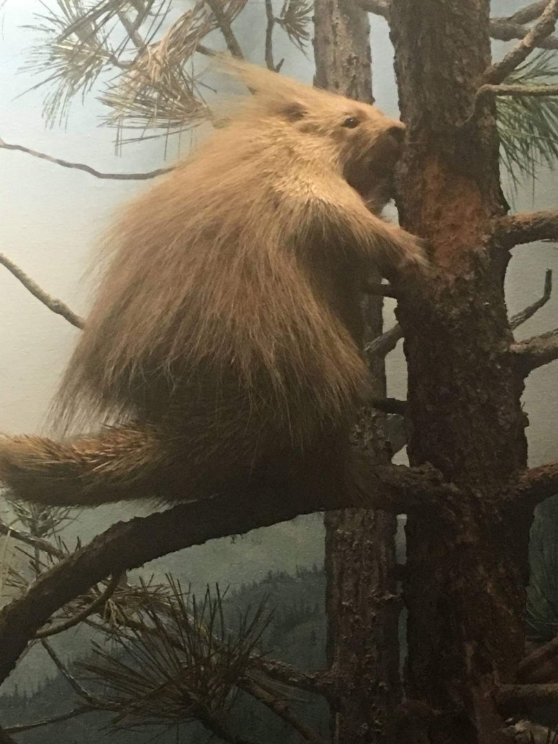 North American porcupine (Erethizon dorsatum epixanthum)
