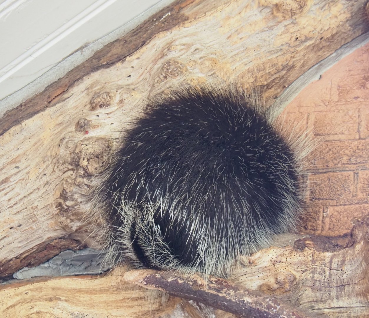 North American porcupine (Erethizon dorsatum), Feb 27th, 2019