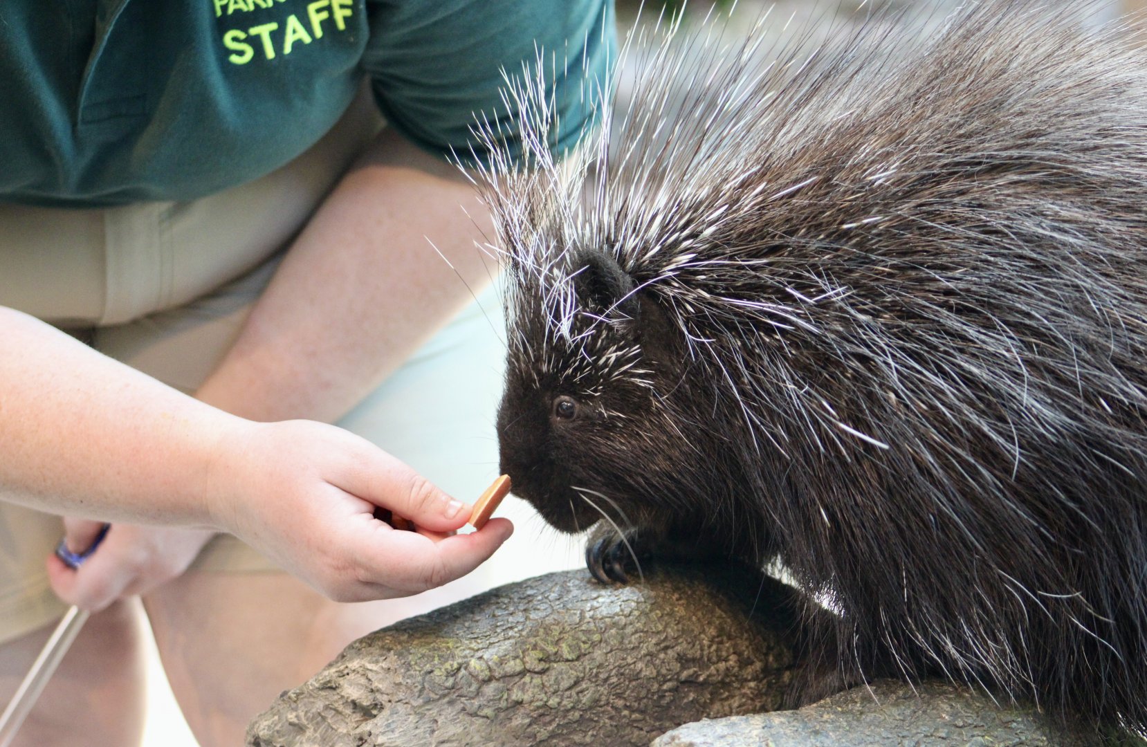 North American Porcupine (Erethizon dorsatum) - "Skyáana"