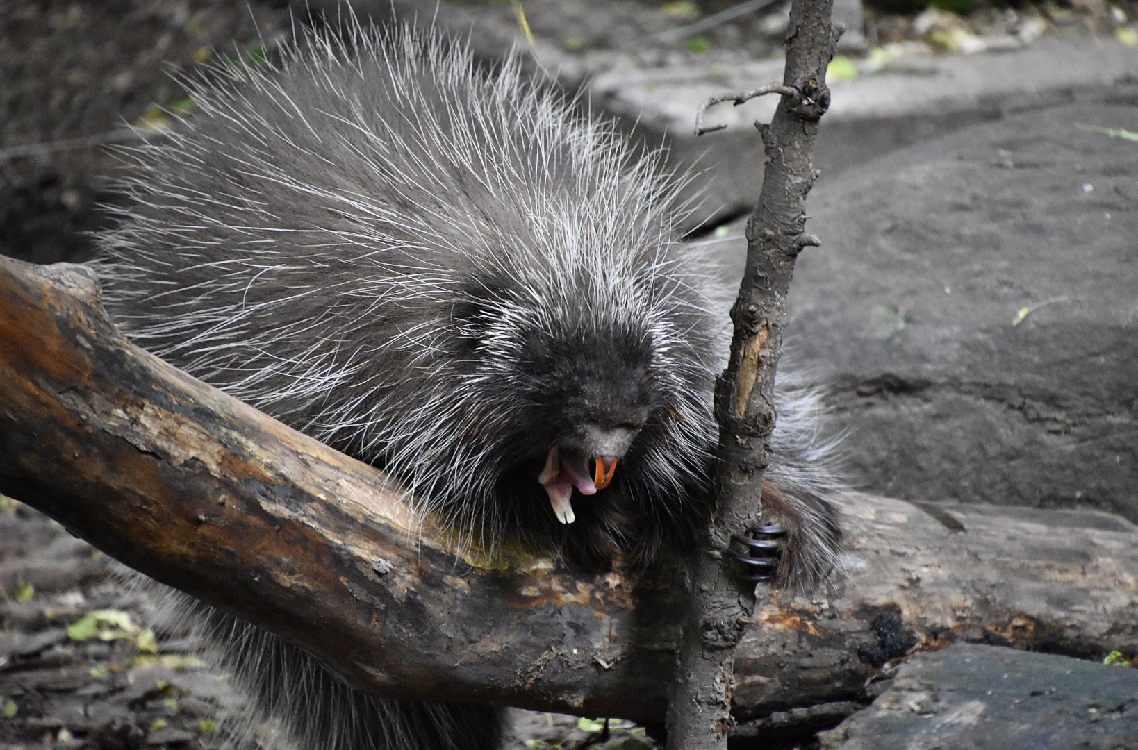 North American Porcupine (Erethizon dorsatum) yawning