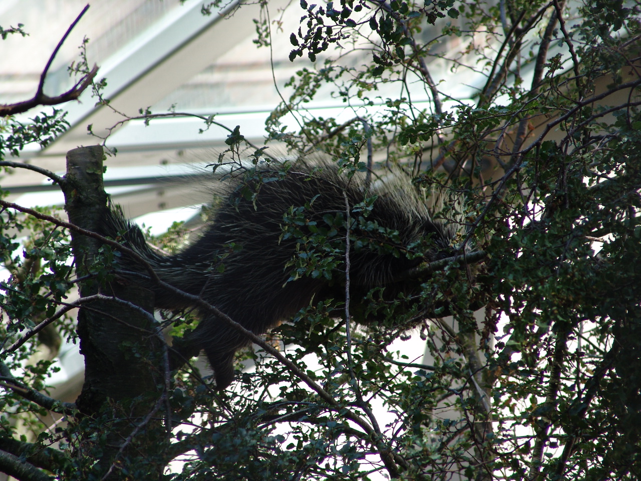 North American Porcupine (Erethizon dorsatum)