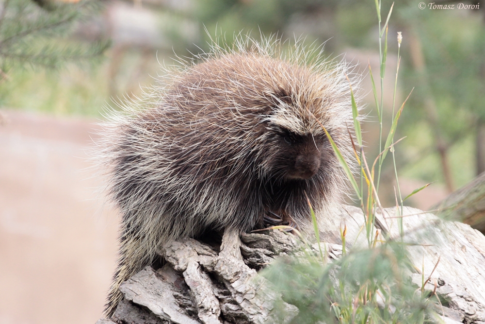 North American Porcupine (Erethizon dorsatum)