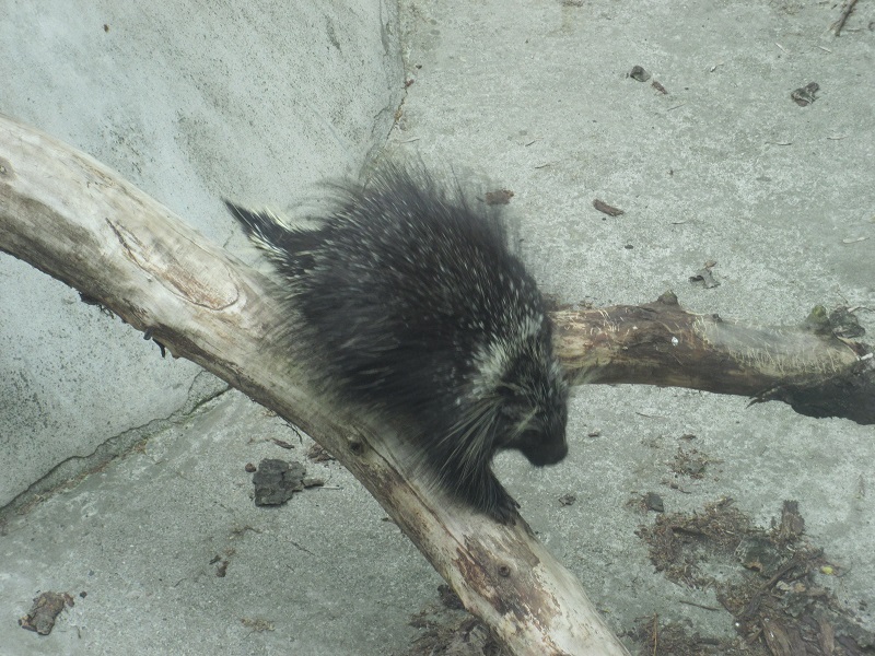 North American porcupine (Erethizon dorsatum)