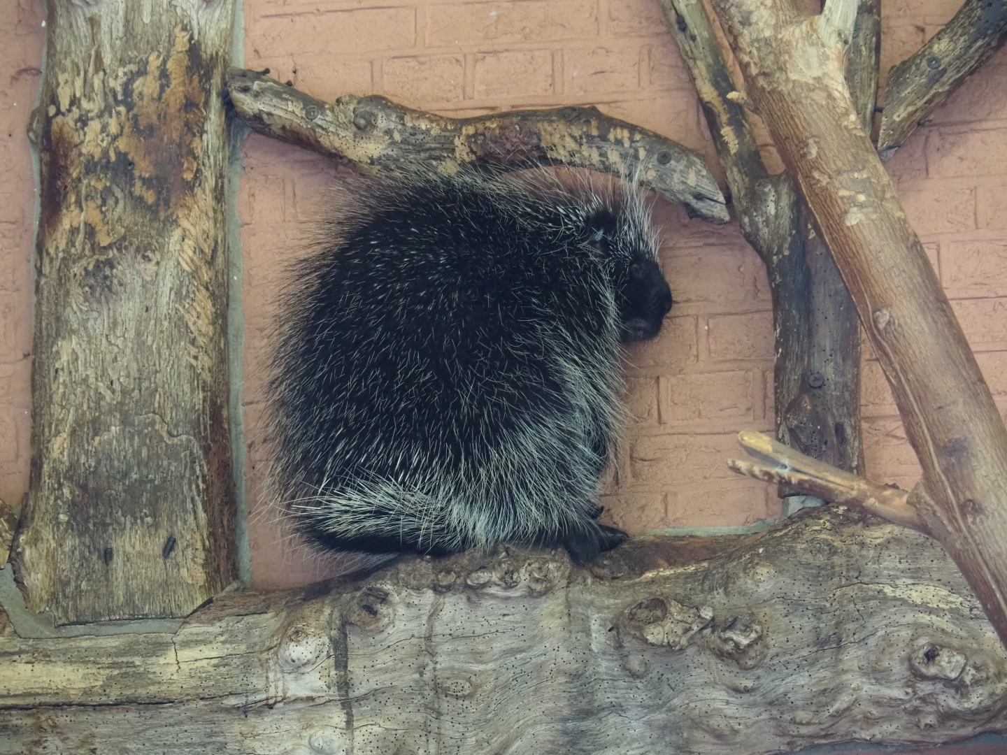North American porcupine (Erethizon dorsatum)