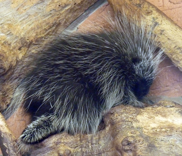 North American porcupine (Erethizon dorsatum)