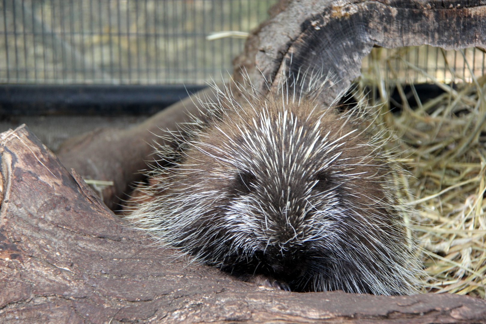 North American porcupine (Erethizon dorsatum)