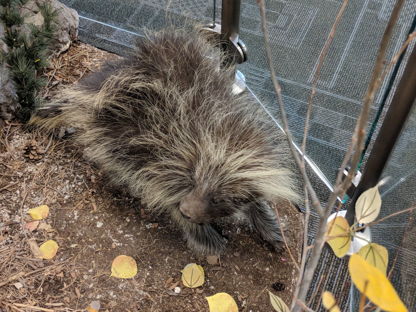 North American porcupine (Erethizon dorsatum)