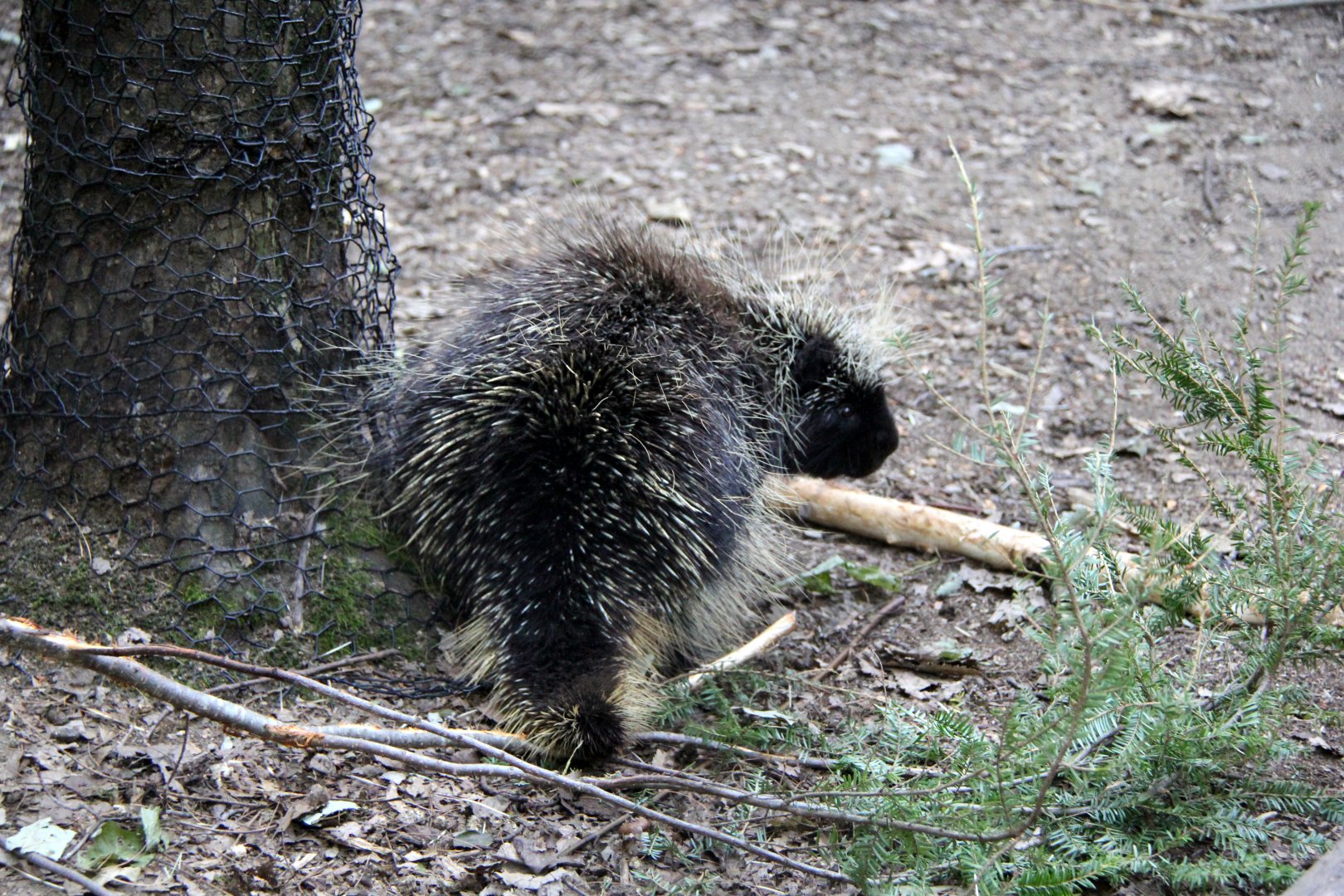 North American porcupine (Erethizon dorsatum)