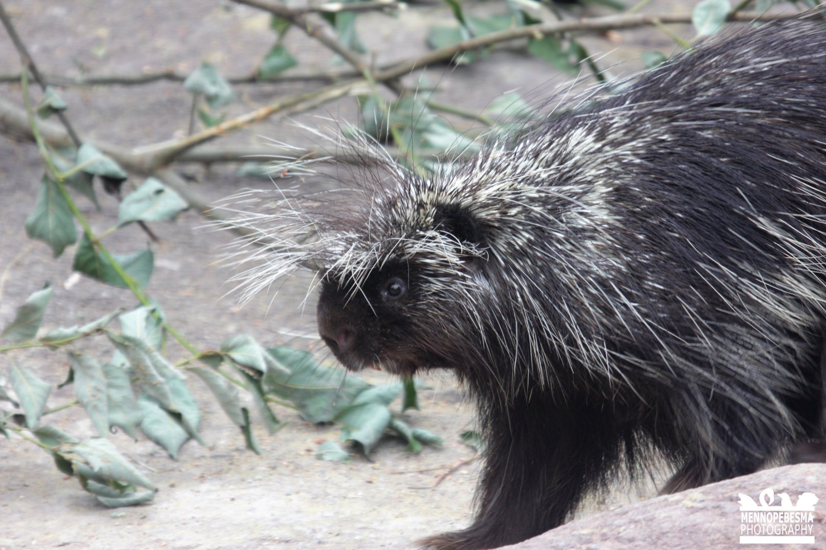 North American porcupine (Erethizon dorsatum)