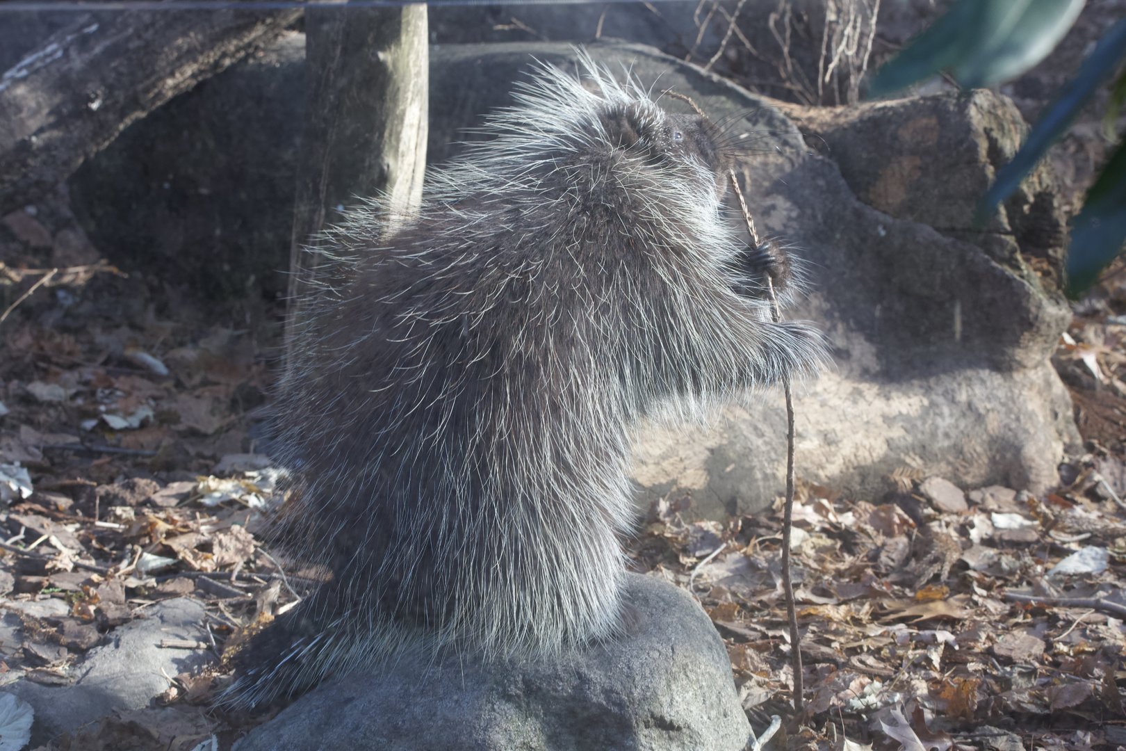 North American Porcupine/ Erethizon dorsatum